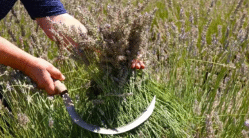 Eskişehir’de “Makasını Getir, Çiçeğini Götür” Lavanta Hasadı Etkinliği Başladı