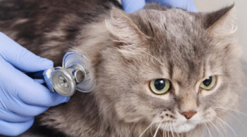 Evcil Hayvanlara Çip Zorunluluğunda Son Günler: Son Tarih 31 Aralık