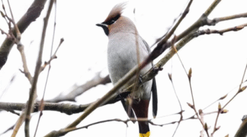 İstanbul Semalarında Nadir Konuk: İpekkuyruk