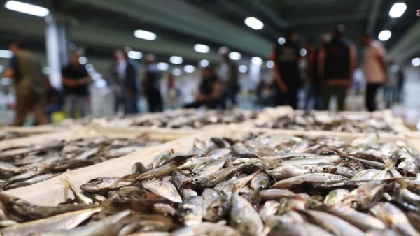 Gürpınar’da Palamut Bereketi: 1 Haftada 1.850 Ton Balık Satıldı